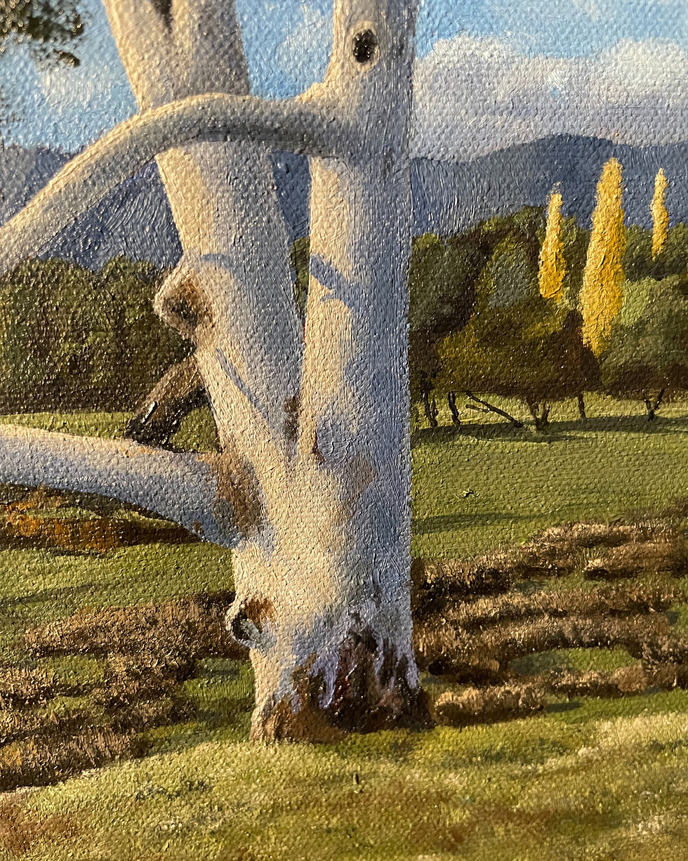 Thumbnail: Lone Candlebark at Lima Valley