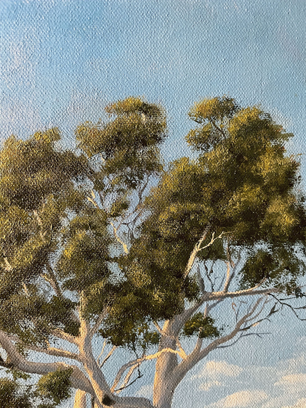 Thumbnail: Lone Candlebark at Lima Valley