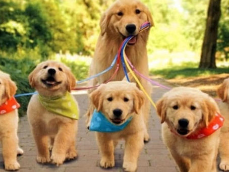 Out and About With Your Dog?