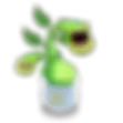 Mammott