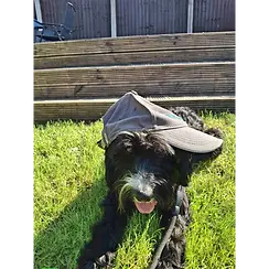 Tapridog.webp