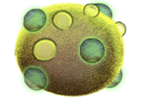 Mystery egg crop.png