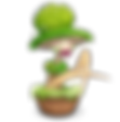 Mammott