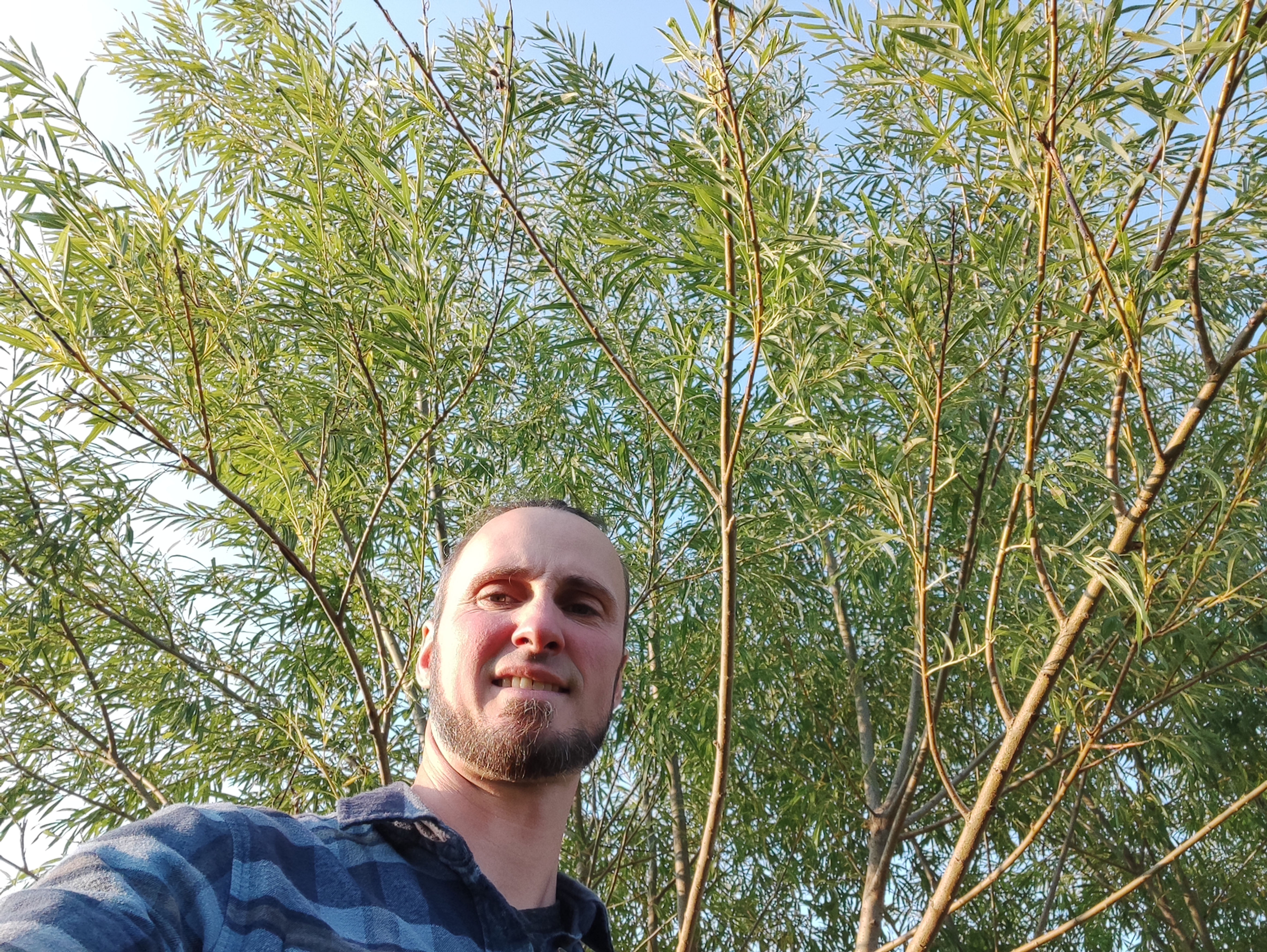 Willow coppicing tree (bareroot plants)