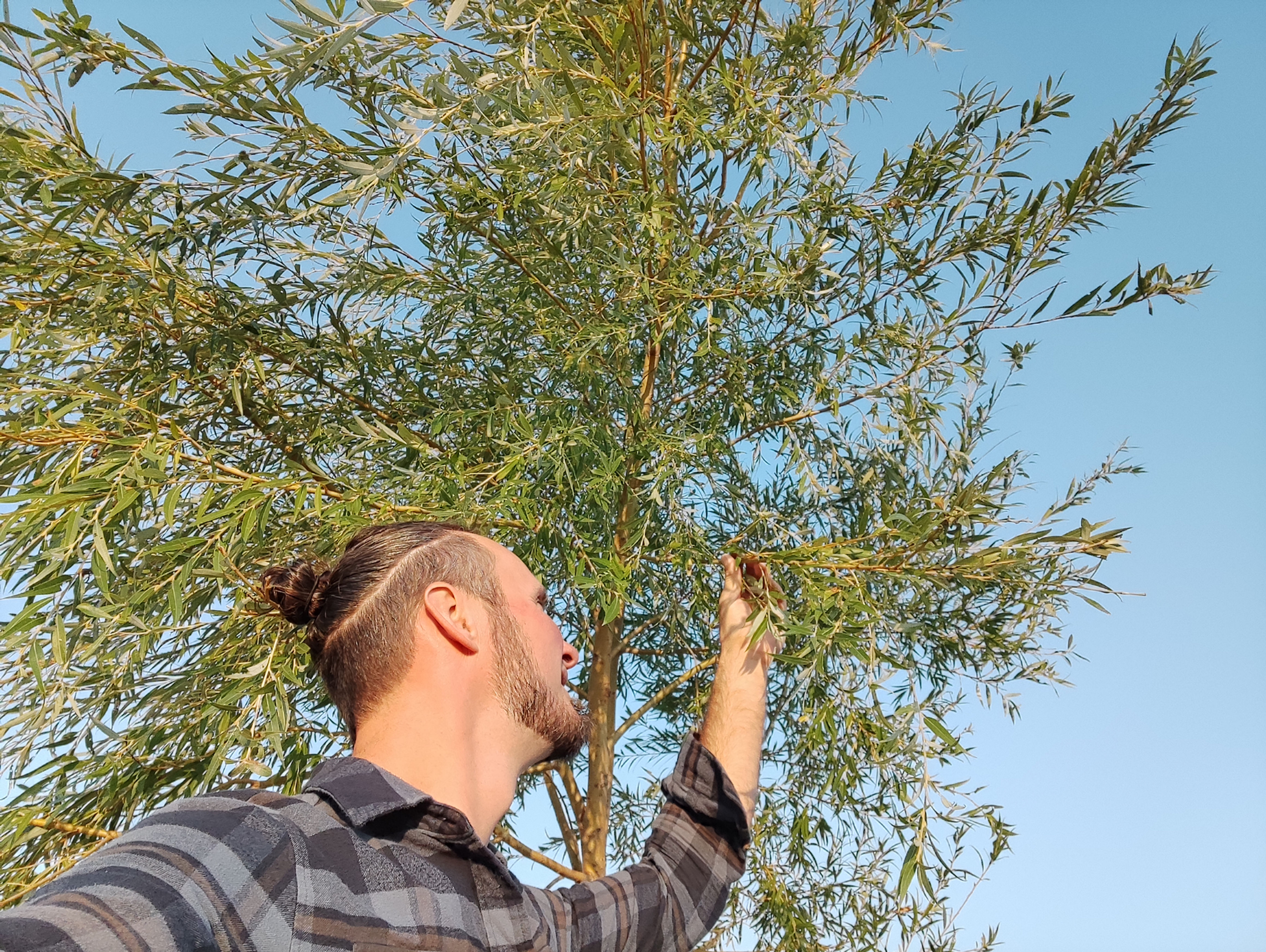 Weeping Willow (bareroot plants)
