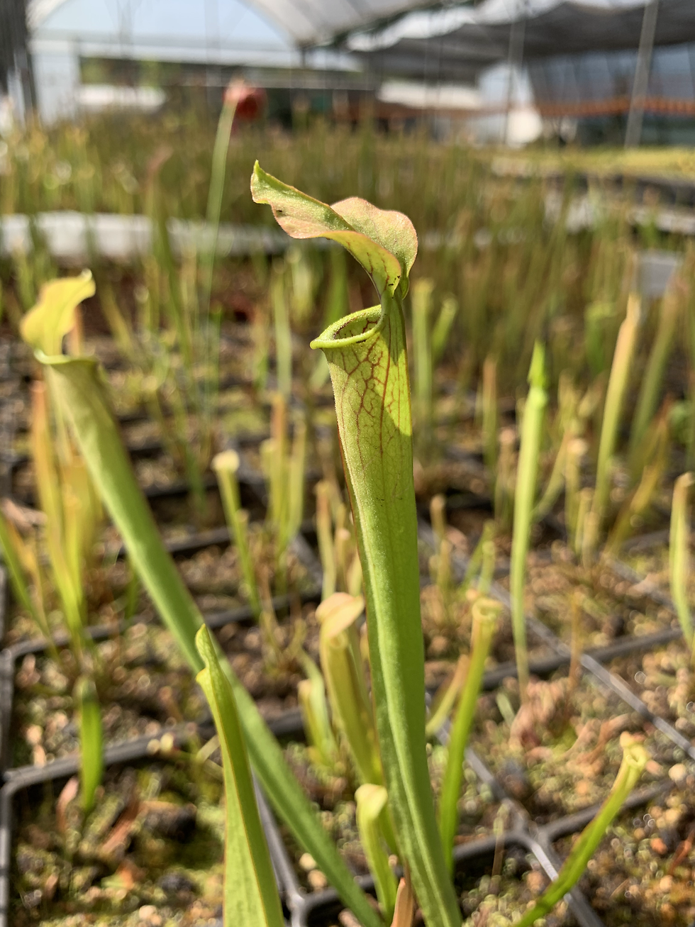 Thumbnail: Sarracenia - American trumpet pitcher plant