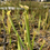Thumbnail: Sarracenia - American trumpet pitcher plant