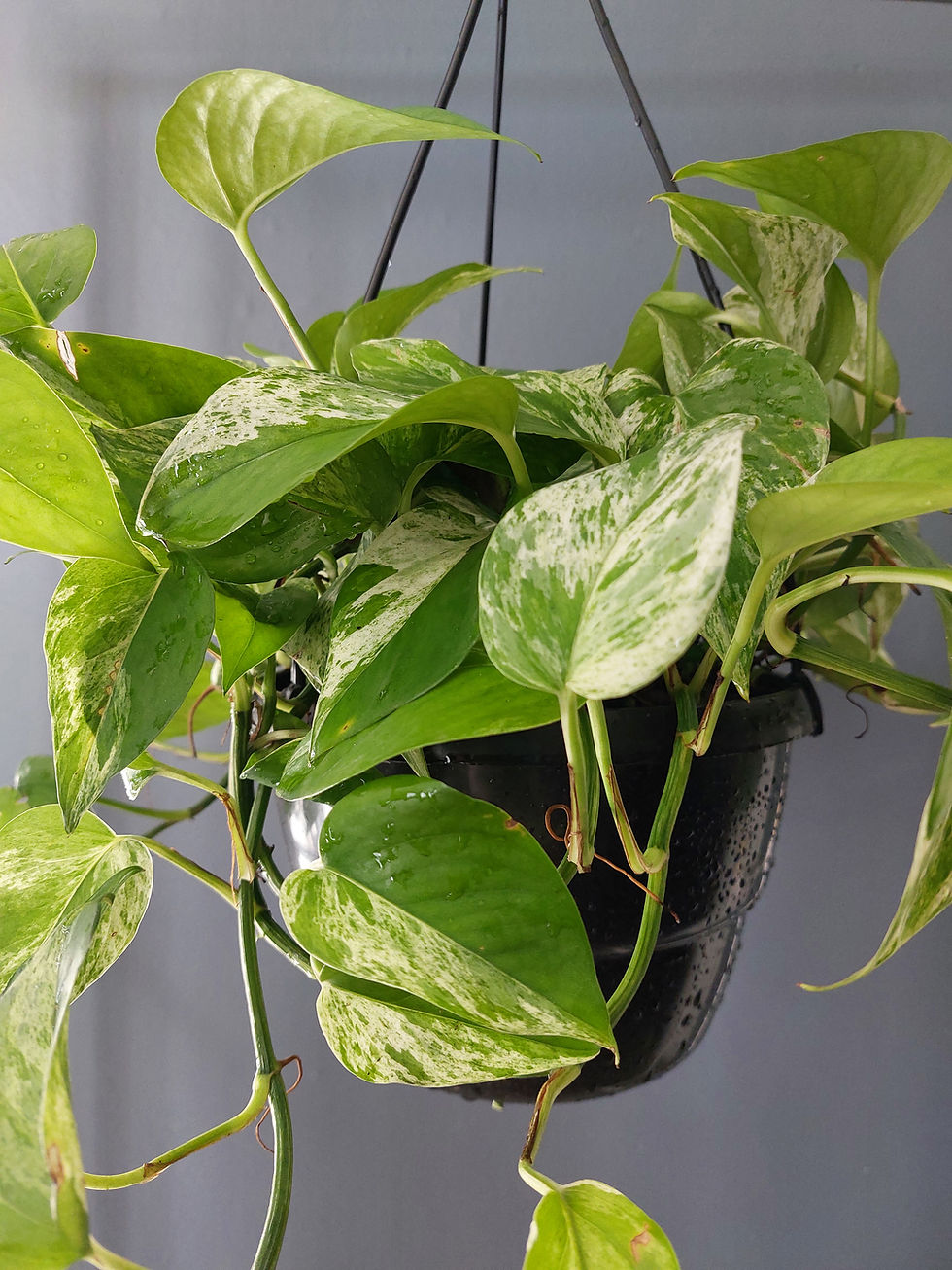 Thumbnail: 'Marble Queen Pothos'