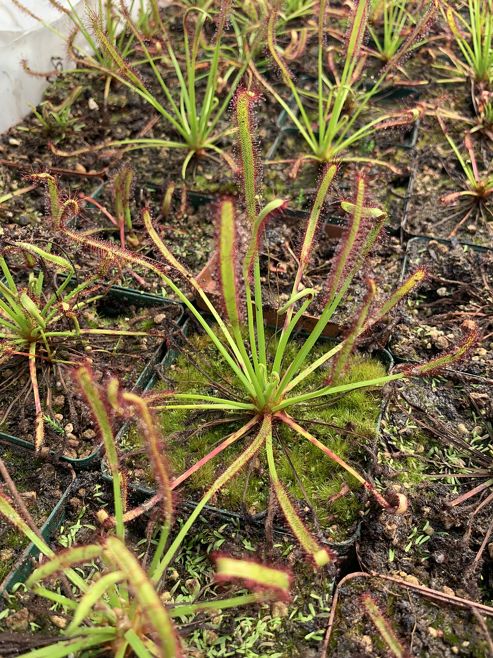 Thumbnail: Cape Sundew