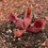 Thumbnail: Sarracenia purpurea