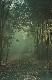 misty-bamboo-forest-stockcake (1).jpg