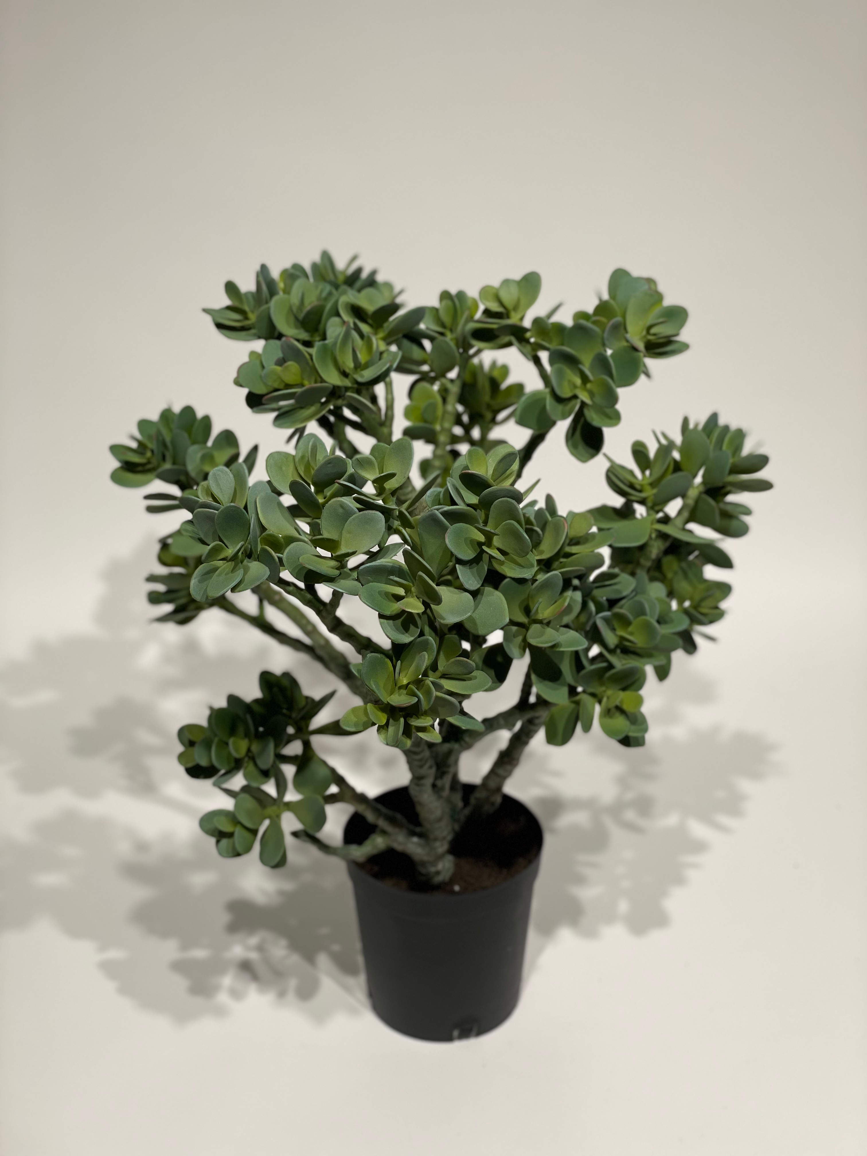 Jade-(Geld)Baum"real Touch"