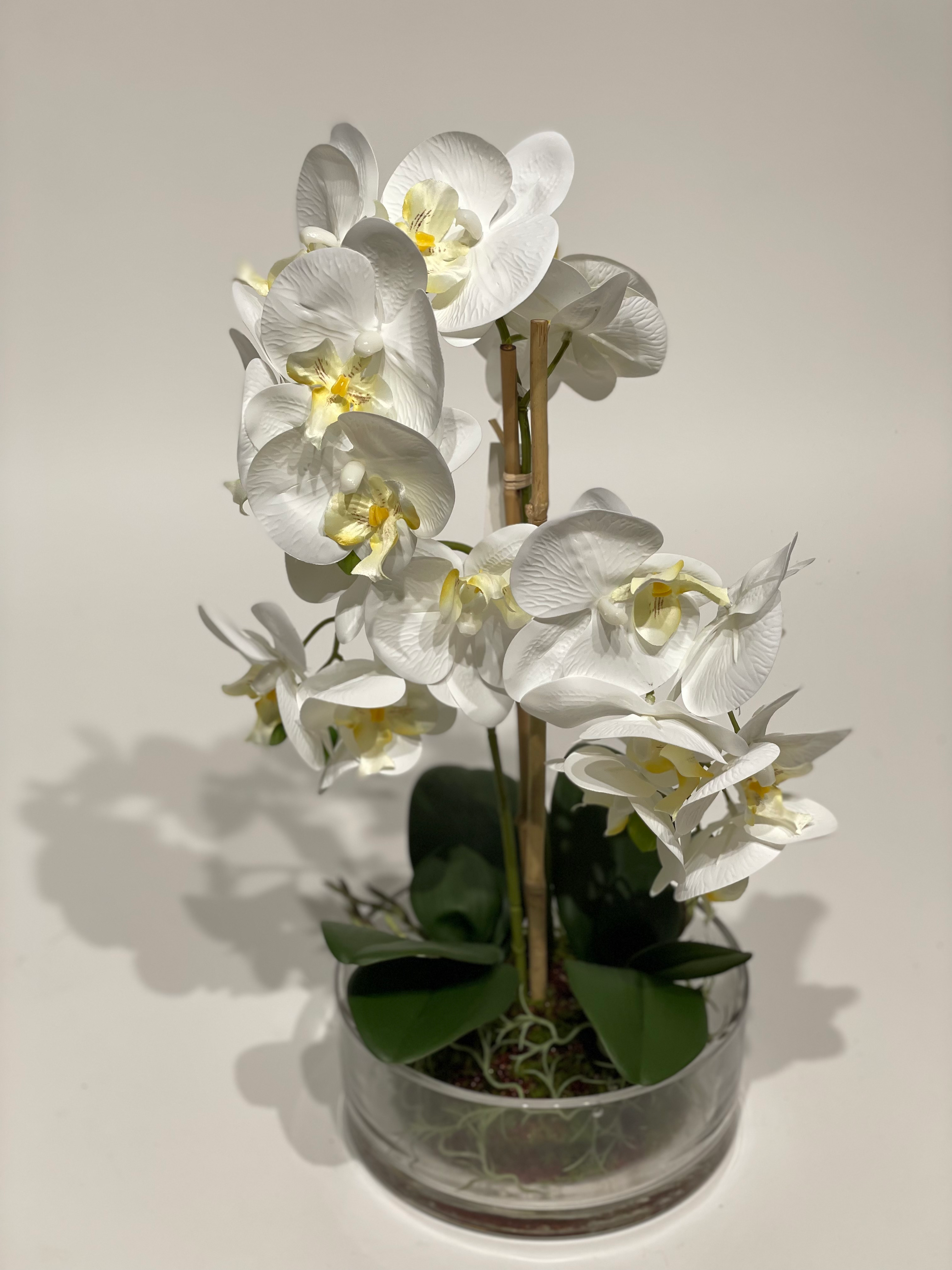 Orchidee in der Glasschale 20/8/H 50cm