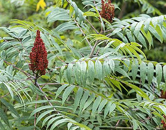 5cb0b63a5e97c.image (1).jpg