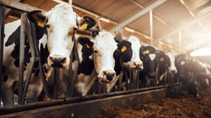 Beef Processor: Rebuilt a Fragmented, Overpriced Program and Saved ~$3M