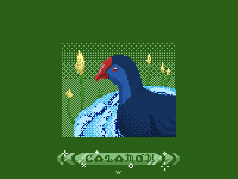 Purple Swamphen (Calamón)