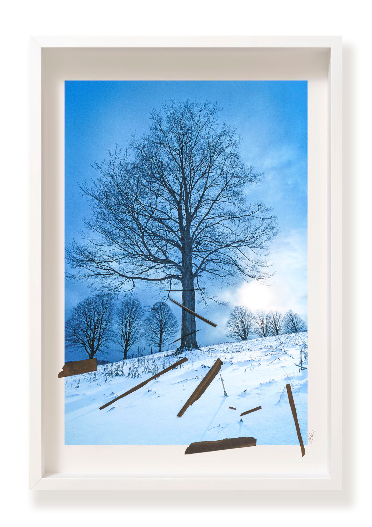 Oeuvre originale de SYLLAD, sculpture, photographie d'art, arbre, arts visuels