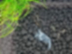 this image depicts a neocaridina shrimp molting.
