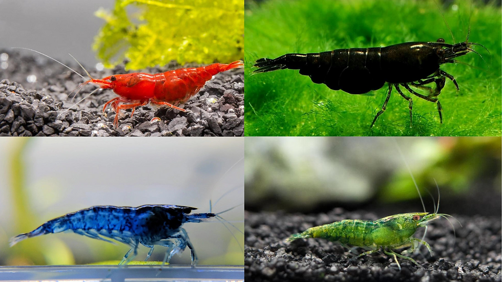 This image depicts Fire-red Cherry shrimp, Black Rose shrimp, Blue Dream shrimp, and Green Jade shrimp