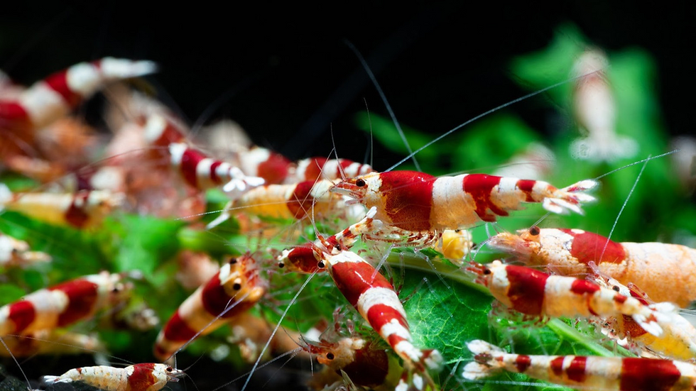 crystal red shrimp are uniquely colored neocaridinas with a beautiful red and white color pattern