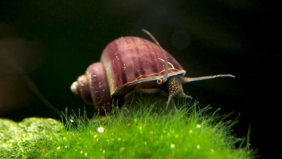 Snails create biodiversity in any aquarium.