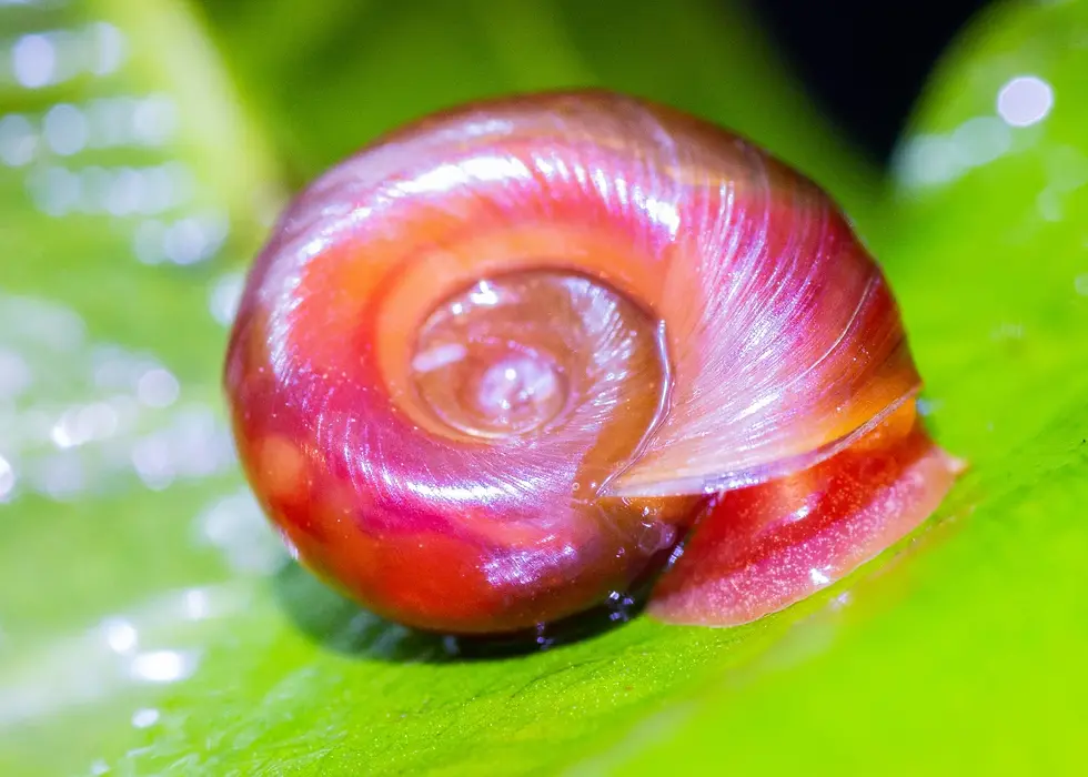 visually appealing pink aquarium snail
