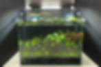 neocaridina shrimp water parameters