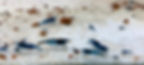 This image shows a mix of baby and adult neocaridina shrimp