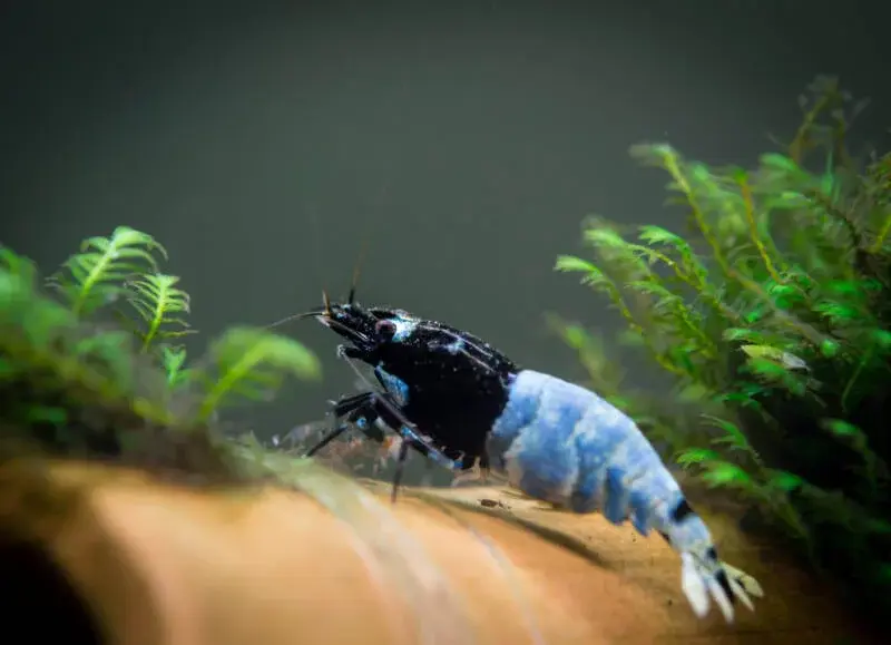 this image shows a beautiful blue and black neocaridina shrimp