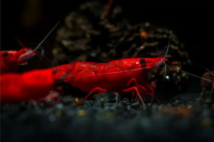 fire red cherry neocaridina shrimp