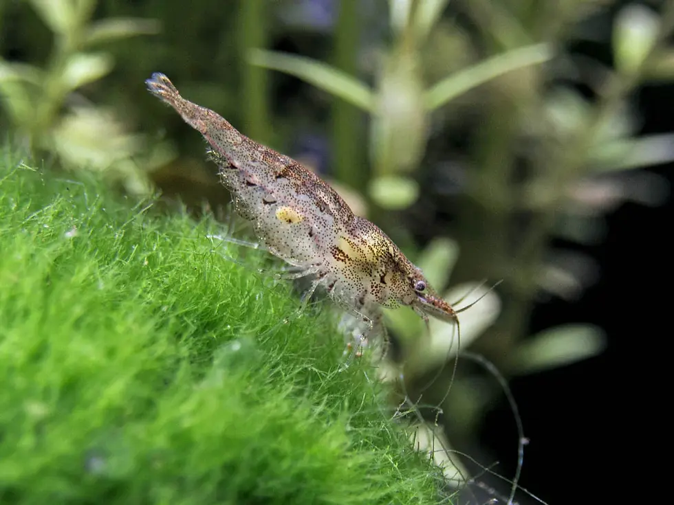This image shows an image of a neocaridina shrimp in its natural habitat.