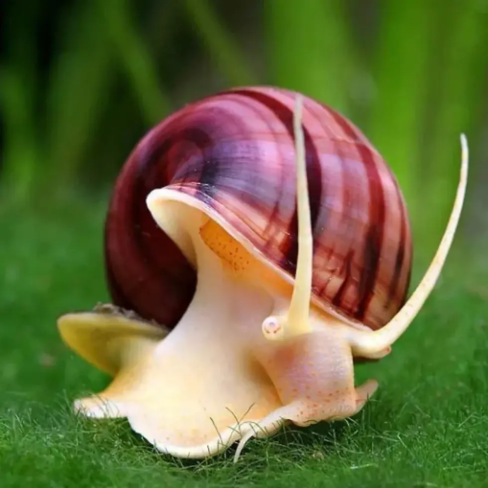Mystery snails encapsulate a wide variety of snails.