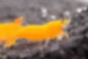 Orange Pumpkin Neocaridinas