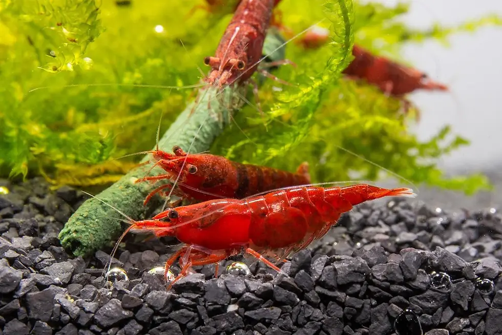 Thumbnail: fire red cherry neocaridina shrimp