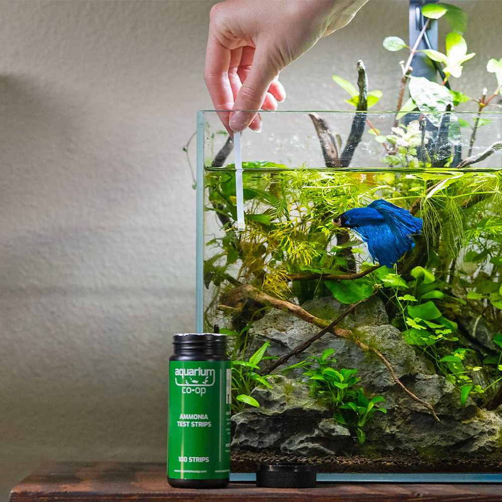 How To Breed Neocaridina Shrimp (Tips and Tricks)