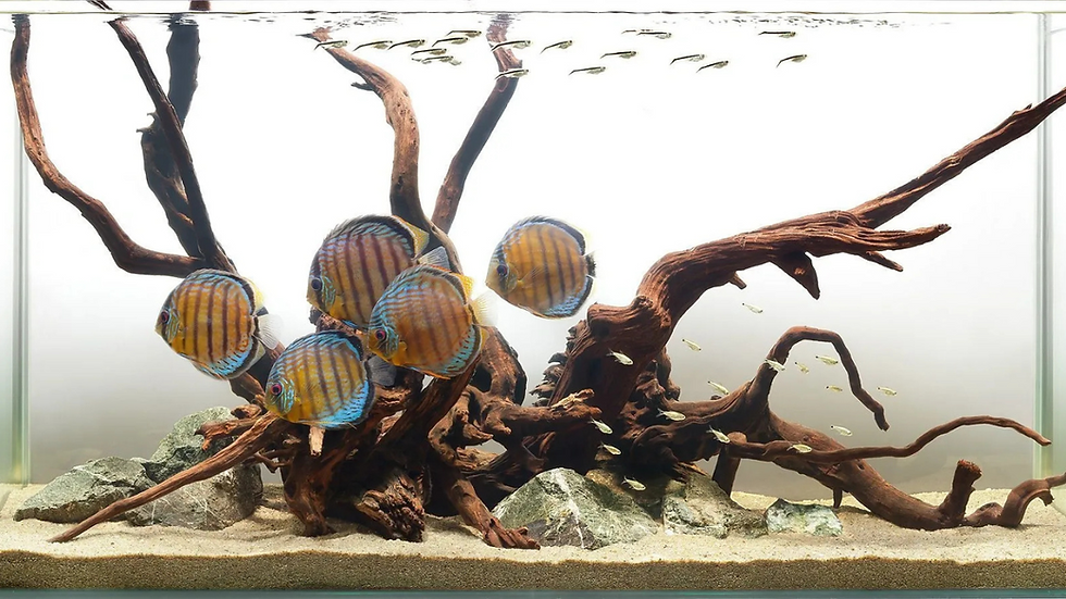 A good hardscape sets the foundations for future additions to natural aquarium.