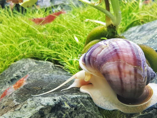 How to Control Snail Population in an Aquarium: The Ultimate Guide