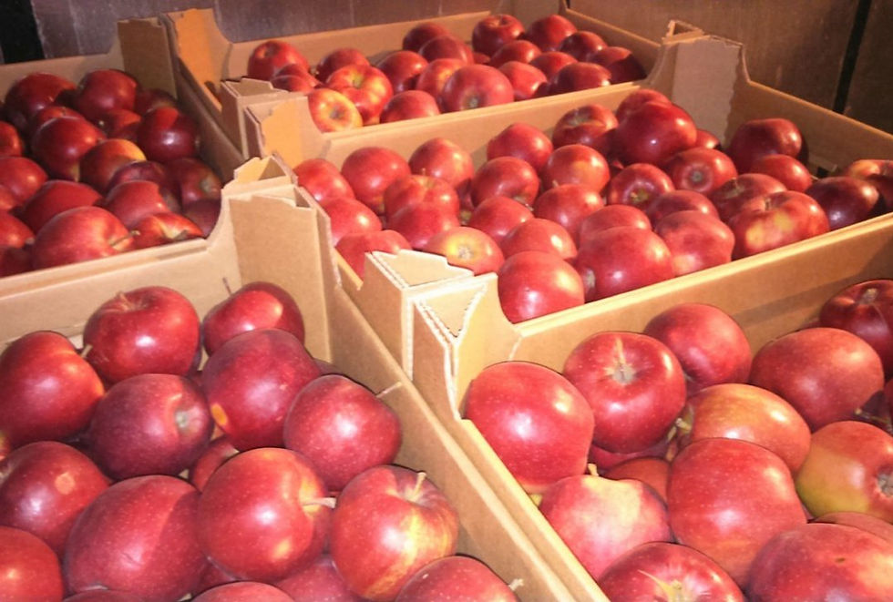 Миниатюра: Rubinstar