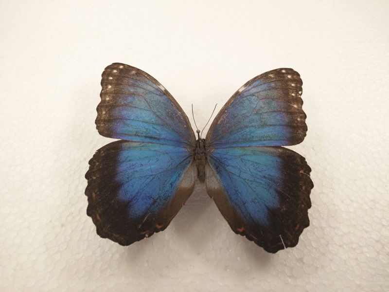 IMG20150902153043