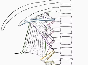 Physio EP: 21 🤔วันนี้จะมาพูดถึงแค่ Quadratus Lumborum “QL”อย่างเดียว (ถ้า Pectoralis minor เป็น King of compensation สำหรับผมจะขอถือว่าเป็น Queen of compensation)🤔