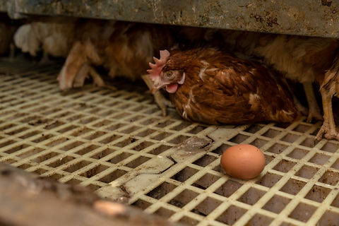 Bodenhaltung_3_tierretter.de e.V..jpg