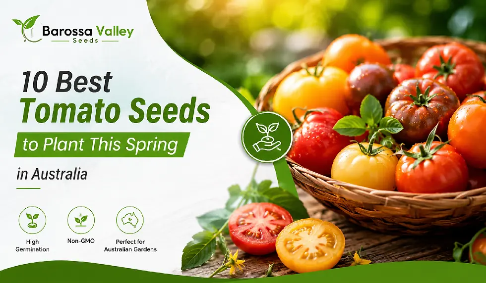 10 Best Tomato Seeds to Plant This Spring in Australia: From Black Russian to Roma
