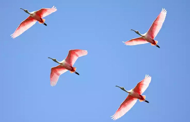 Bird-Watchers Paradise!