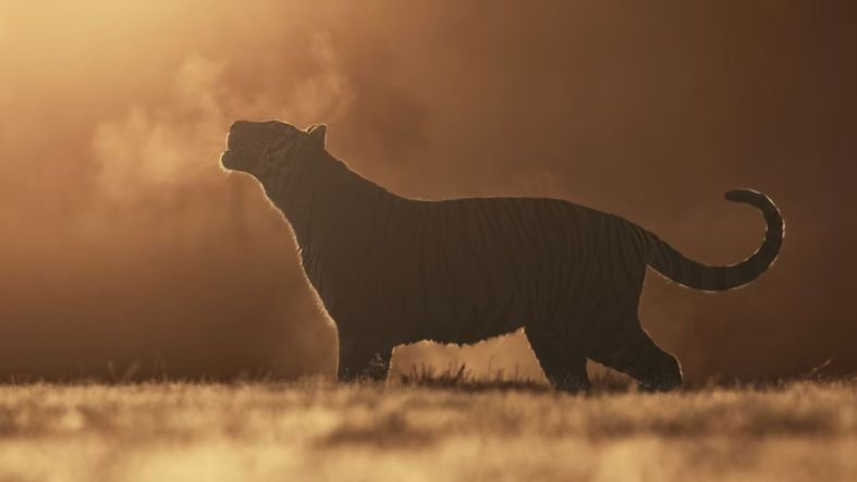 Tibet and South Asia