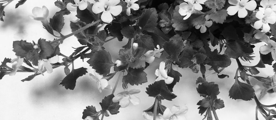 ステラ(バコパ)