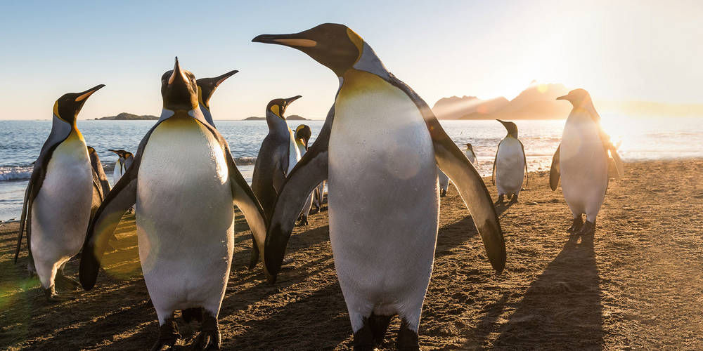 14 Nights South Georgia and Antarctica Expedition