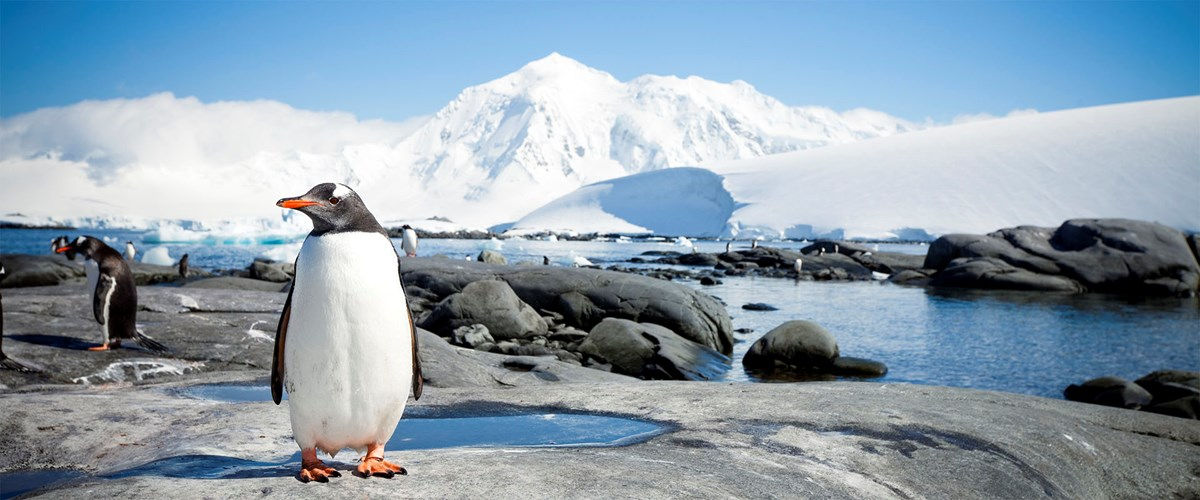12 Nights Antarctica In Depth from Buenos Aires
