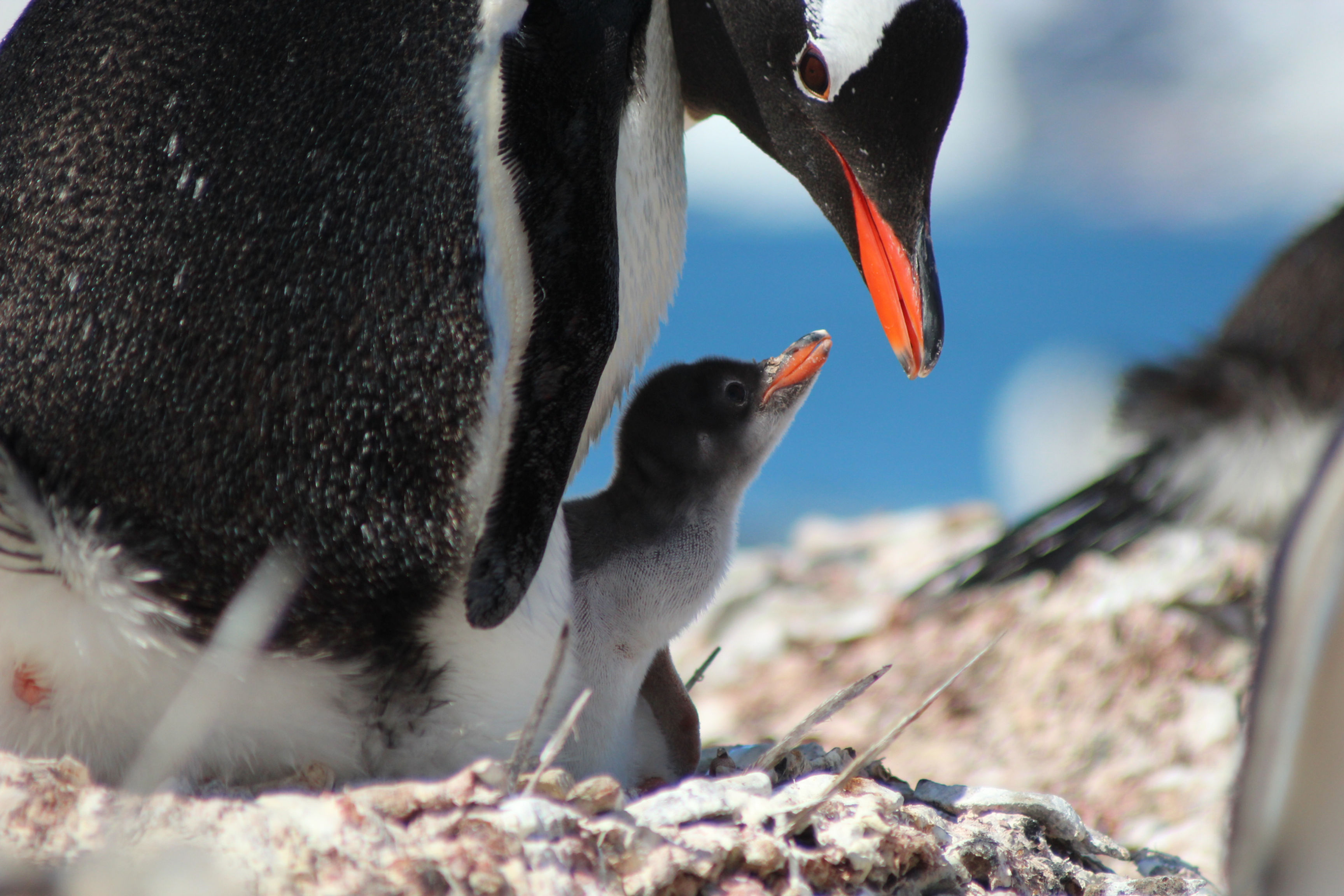 Antarctica One Day or Overnight Flight Adventure