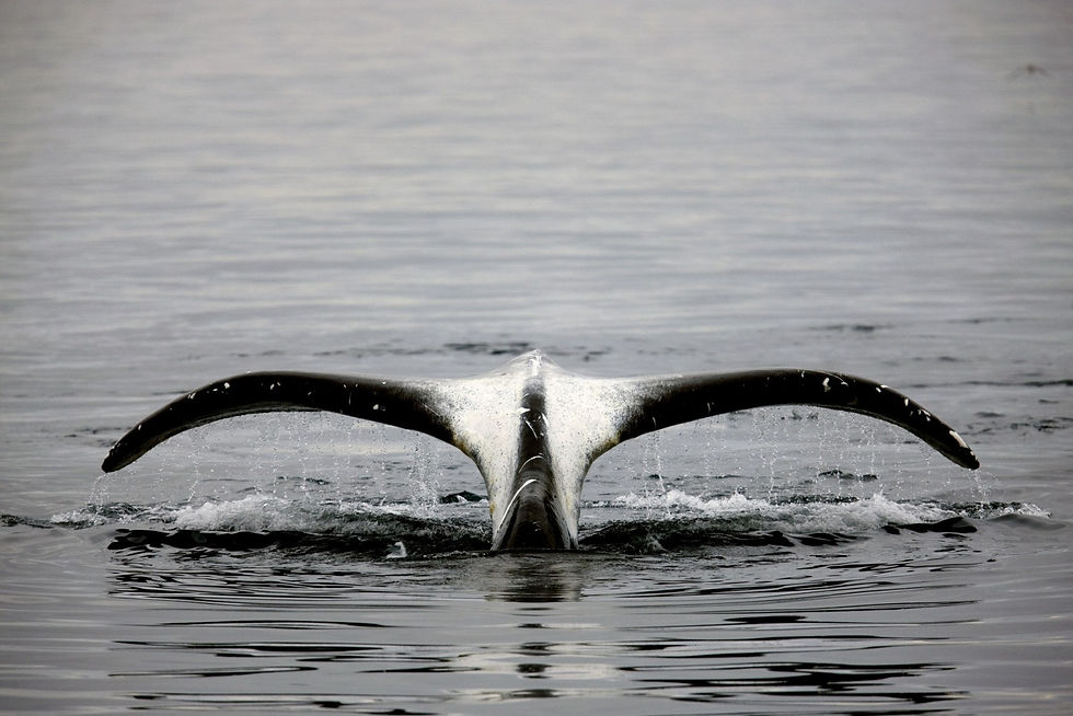 9 Nights North Spitsbergen in Pursuit of the Bowhead Whale