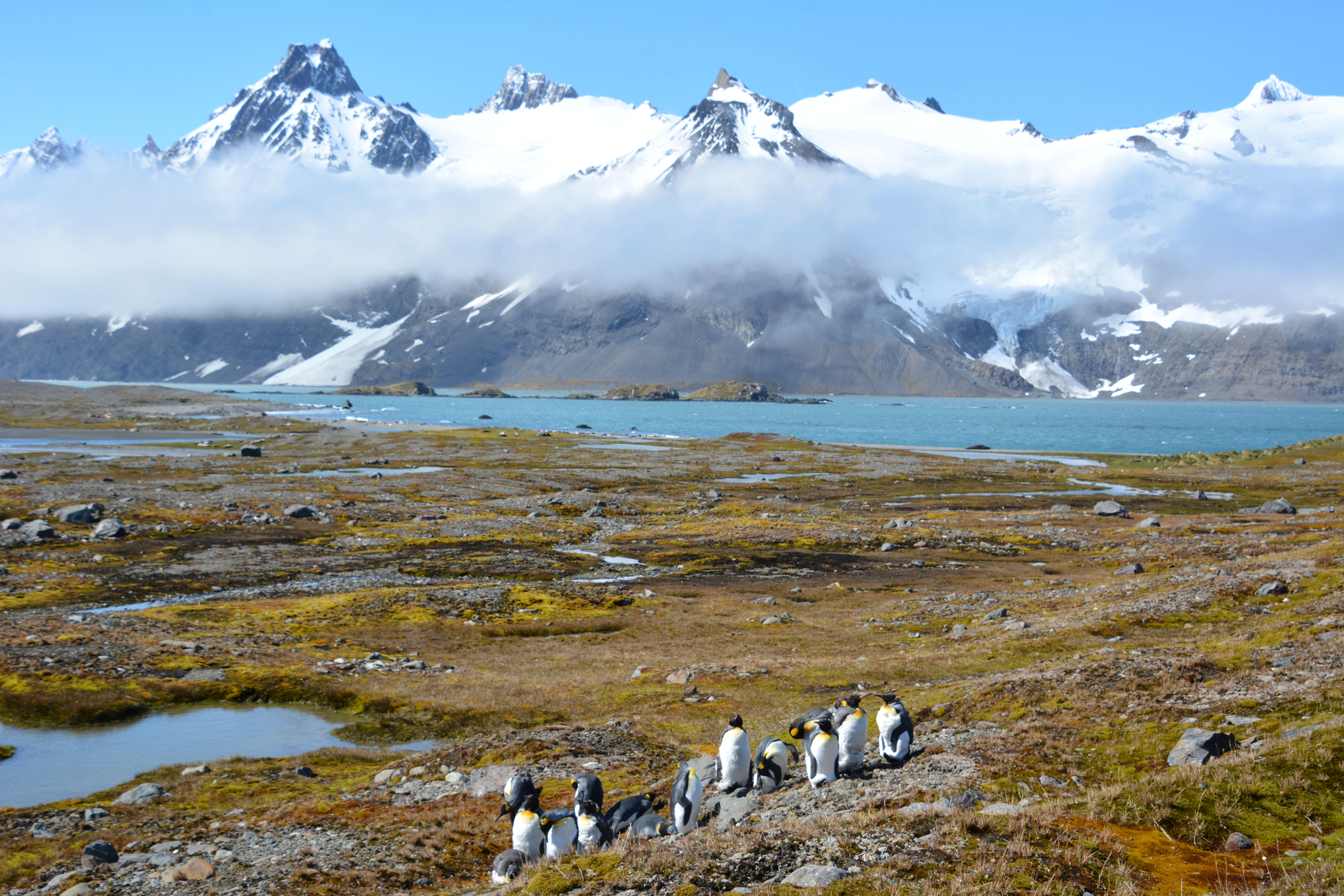 21 Nights Antarctica, South Georgia, Falklands & Emperor Penguins